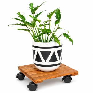 golden acacia plant caddy - size reference