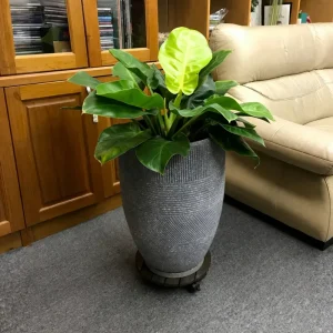 Round dark acacia plant caddy supporting a large planter in a living room