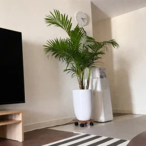 Acacia rolling pot mover supporting a palm in a bright living room