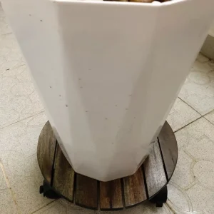 Round Dark Walnut Acacia Plant Caddy with Locking Wheels – 35cm 2 Round acacia plant caddy supporting a large white planter