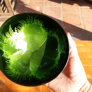 The green feather-effect lacquer bowl held in natural light, showing its reflective surface.