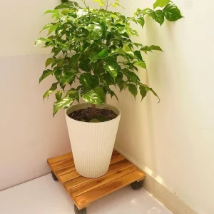 Golden square wooden plant caddy beneath a white planter in a bright room corner